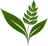 Ezykheti